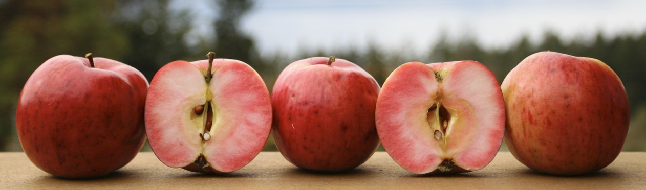 Apple Luscious Organic Orchard